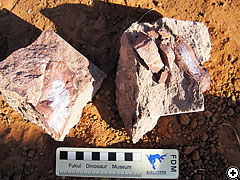 骨の欠片や鱗を含むウンコの化石