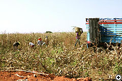 トウモロコシの収穫風景
