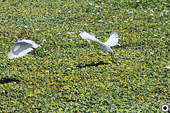 近くの池に訪れる白い鳥