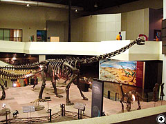 シリントーン博物館内の展示（プゥイアンゴサウルス）