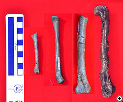 獣脚類の手足の骨（左より指骨、中足骨、脛骨、大腿骨）