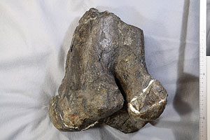 長崎ハドロサウルス類化石