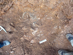 第2サイトで発掘された骨化石