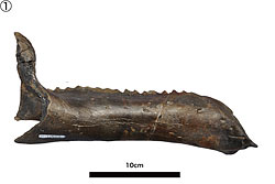 ①イグアノドン類下顎骨（右）