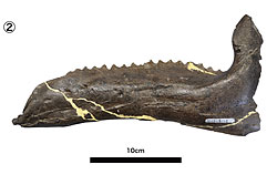 ②イグアノドン類下顎骨（左）