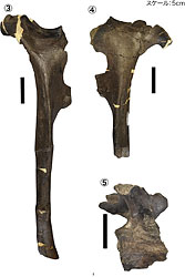 イグアノドン類のその他の部位③～⑤