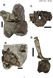 イグアノドン類のその他の部位⑥～⑧