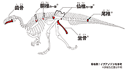 イグアノドン類の骨格での発見部位