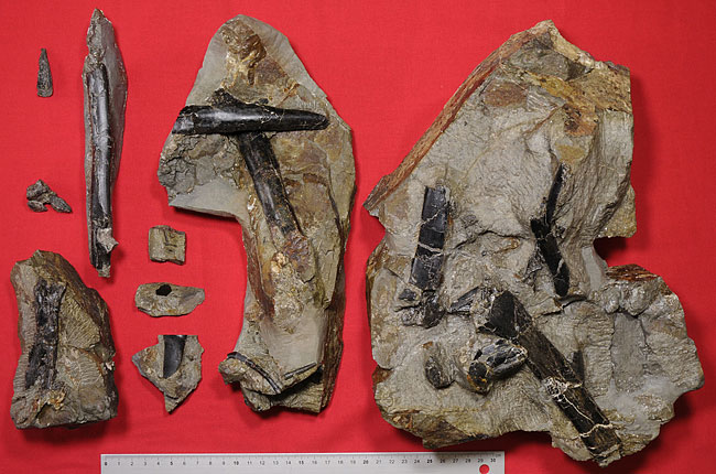 参考資料１：長崎産翼竜化石