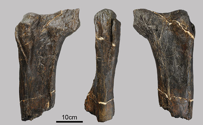 産出した長崎市北浦町産出の大腿骨化石。左から順に化石の前方、外側方、後方。