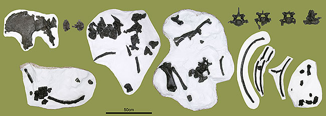 公開される長崎県松浦市鷹島町産出のサイ科化石（約50点）