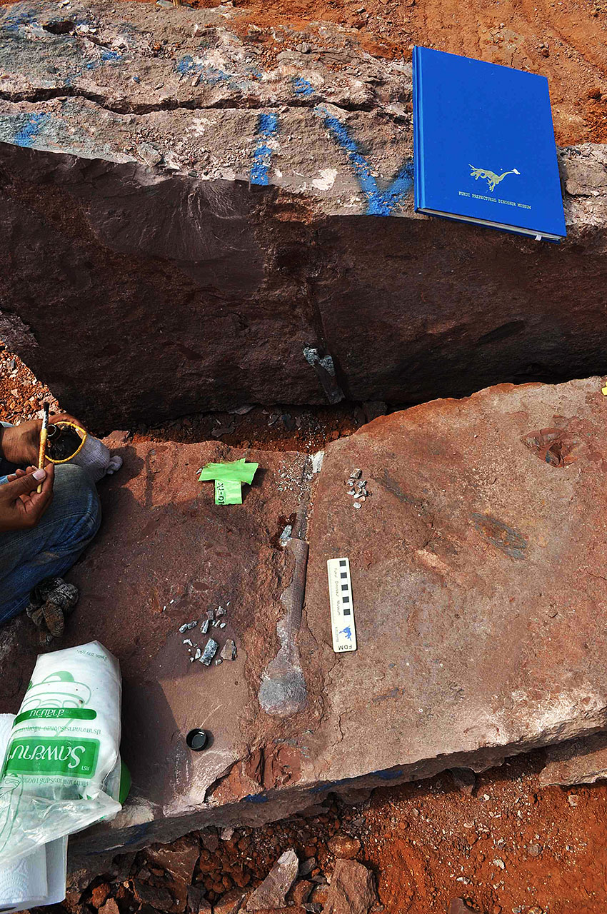 大割りで発見された長い骨化石