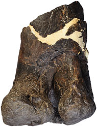 画像10：イグアノドン類の大腿骨