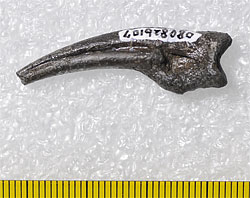 画像1：オルニトミモサウルス類の末節骨