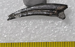 画像3：オルニトミモサウルス類の末節骨