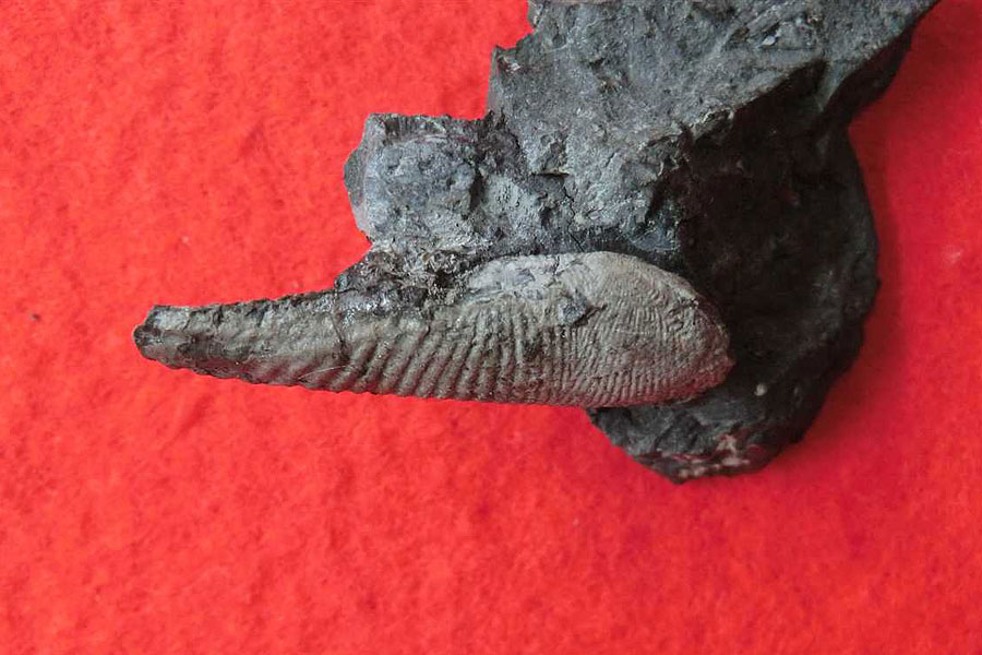 貝化石もたくさん - FPDM: 福井恐竜発掘調査レポート2013