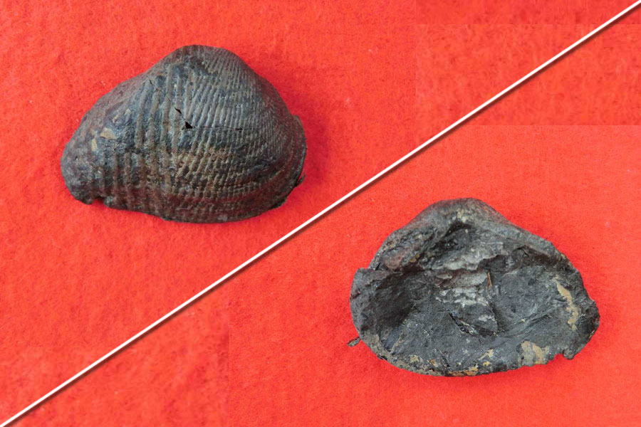 貝化石もたくさん - FPDM: 福井恐竜発掘調査レポート2013