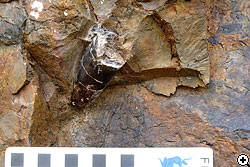 地層から突き出した骨の化石