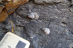 巻貝化石の産出状態