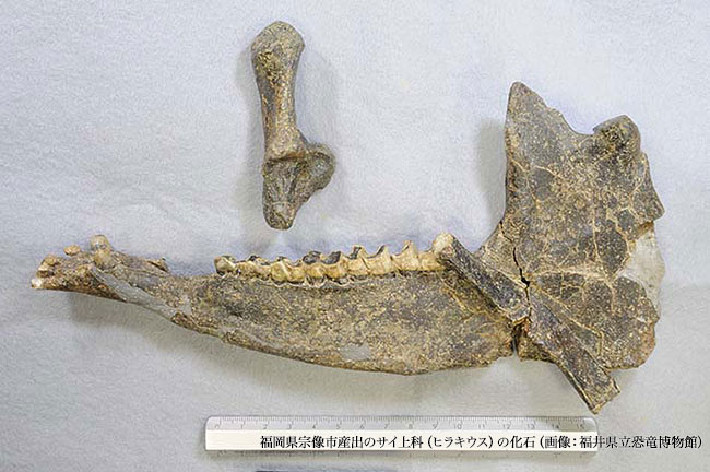 福岡県宗像市産出のサイ上科（ヒラキウス）の化石