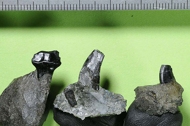 長崎市の三ツ瀬層から新たに発見された恐竜の歯の化石