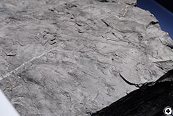 翼竜の足跡化石