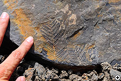 シダ植物の化石