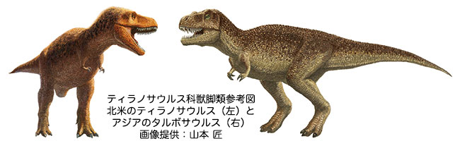 ティラノサウルス科獣脚類参考図