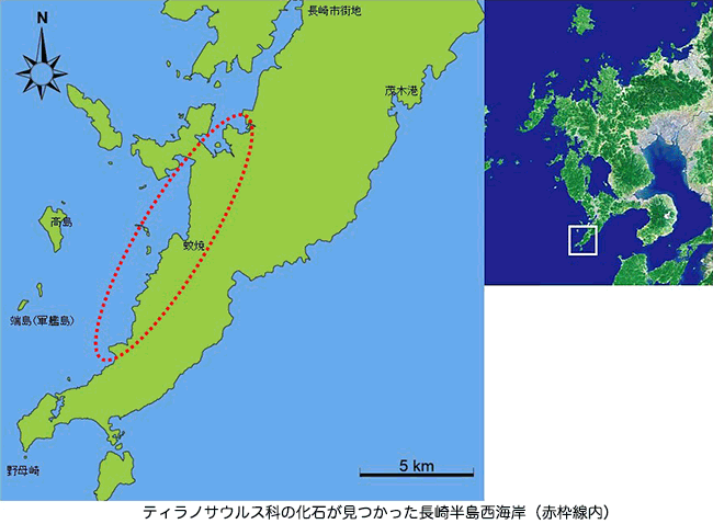 ティラノサウルス科の化石が見つかった長崎半島西海岸（赤枠線内）