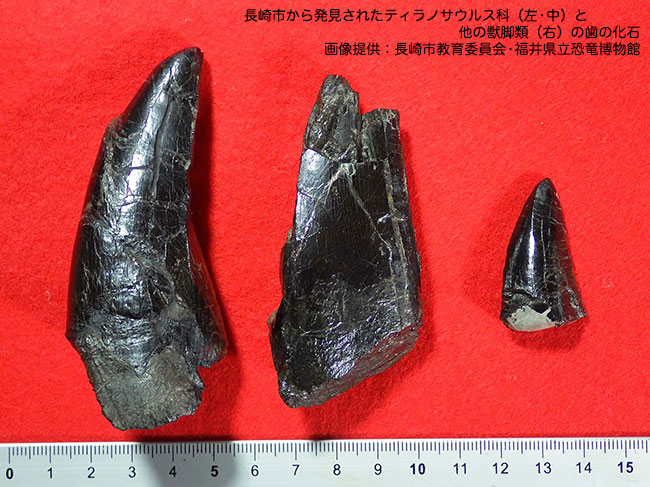 長崎市から発見されたティラノサウルス科（左・中）と他の獣脚類（右）の歯の化石