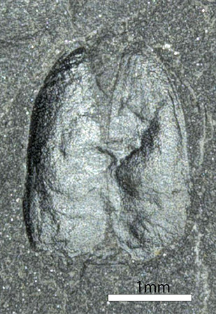画像4.甲虫類の翅化石