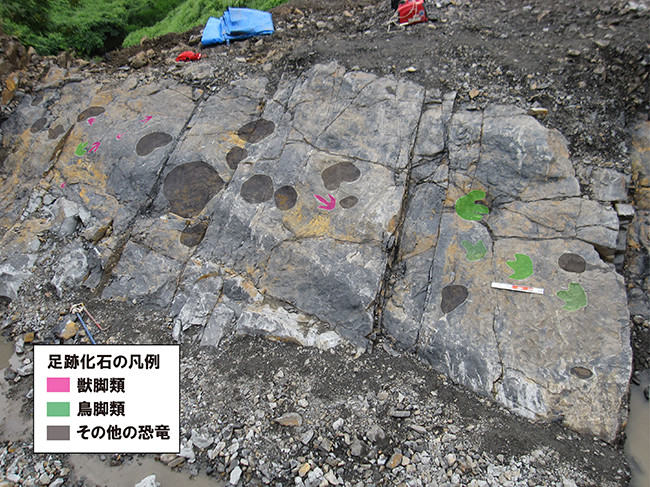 画像6.恐竜足跡化石の地層面（全景）