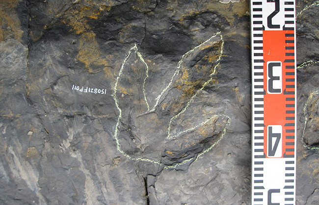 画像7.獣脚類の足跡化石