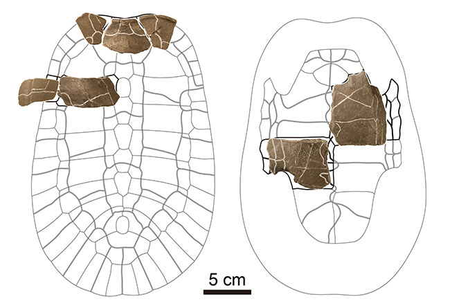 アドクス・センゴクエンシスの甲羅復元図に標本を重ね合わせた図。甲羅の背側（左）と腹側（右）。図上の上方向が頭の出る前方になる。