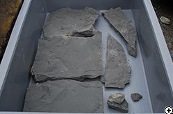 泥岩層で発見した植物化石
