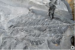 泥岩層で発見した植物化石