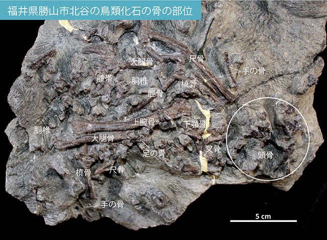 福井県勝山市北谷の鳥類化石の骨の部位