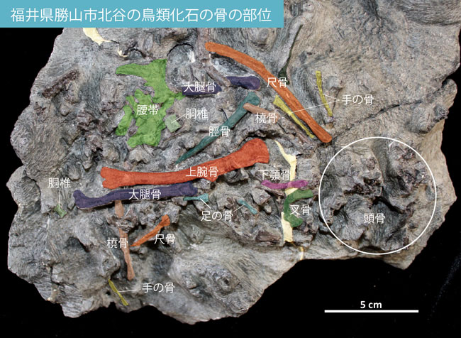 福井県勝山市北谷の鳥類化石の骨の部位（部位を色づけ）