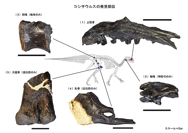 コシサウルスの発見部位