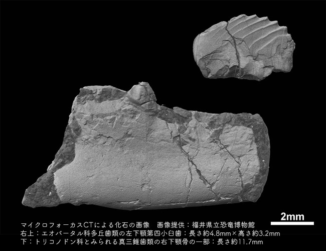 マイクロフォーカスCTによる化石の画像
