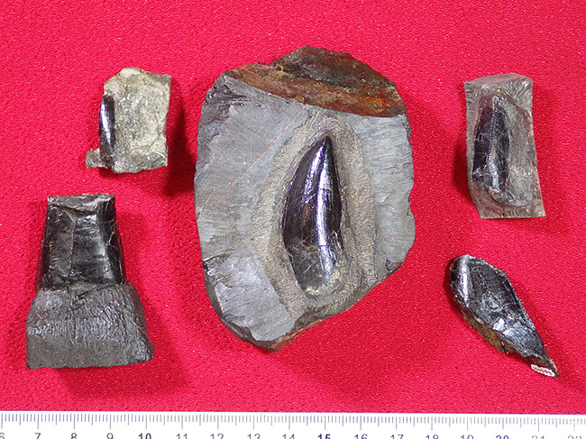 獣脚類恐竜の歯（2点：中央と左下）と歯の一部（他3点）