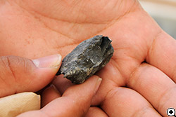 発掘体験で見つかった獣脚類の歯