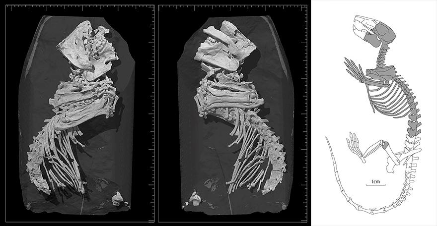 左：CTによる岩石中の多丘歯類の骨格化石画像（左側面および右側面）。右：後期白亜紀のモンゴルの多丘歯類(ネメグトバータル)の骨格図を参考にした化石の部位（グレーの部分）（画像提供：福井県立大学/福井県立恐竜博物館）