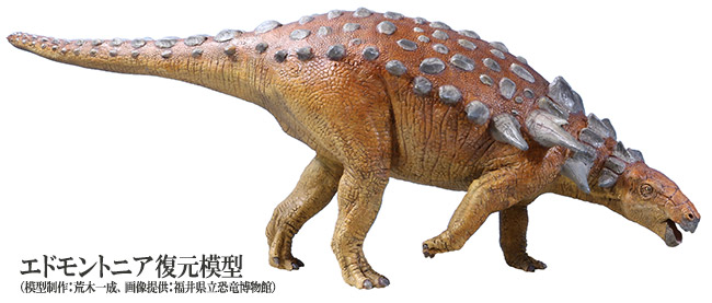 図2.ノドサウルス科の代表種、エドモントニア（全長約6m）の生体復元模型 模型制作：荒木一成、画像提供：福井県立恐竜博物館