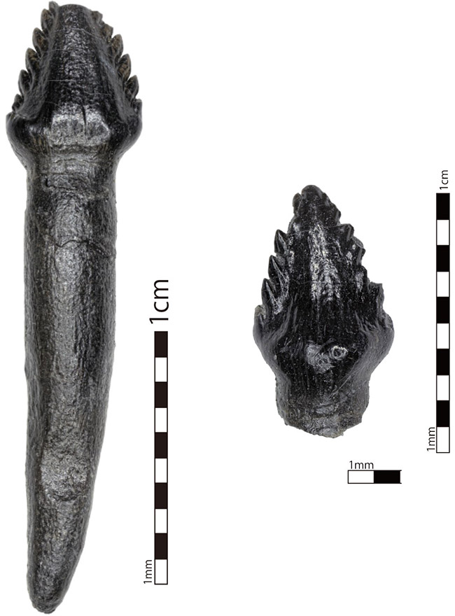 図1.今回発見されたヨロイ竜類の歯化石2点。画像提供：福井県立恐竜博物館