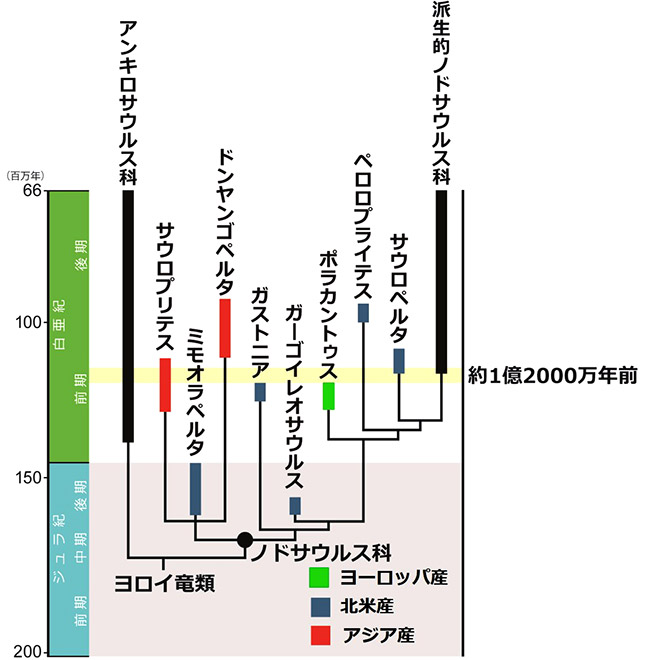 図3.ノドサウルス科の系統樹 画像提供：福井県立恐竜博物館