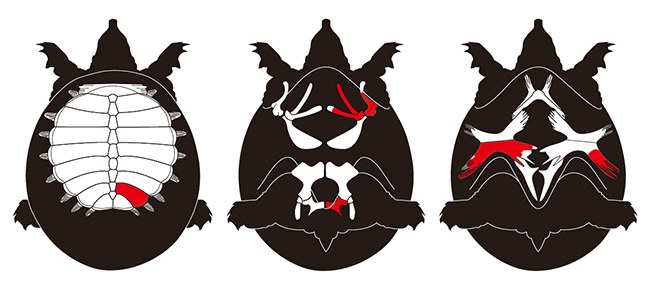 図3.北谷層産スッポンの発見部位（赤色部）。左から背甲、体骨格、腹甲