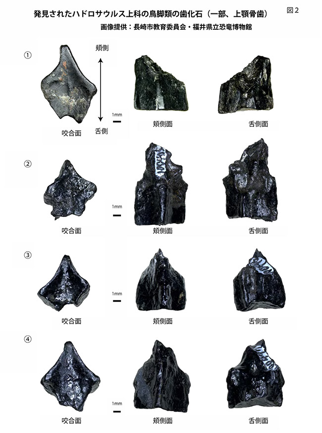 図2：発見されたハドロサウルス上科の鳥脚類の歯化石（一部、上顎骨歯） 画像提供：長崎市教育委員会／福井県立恐竜博物館