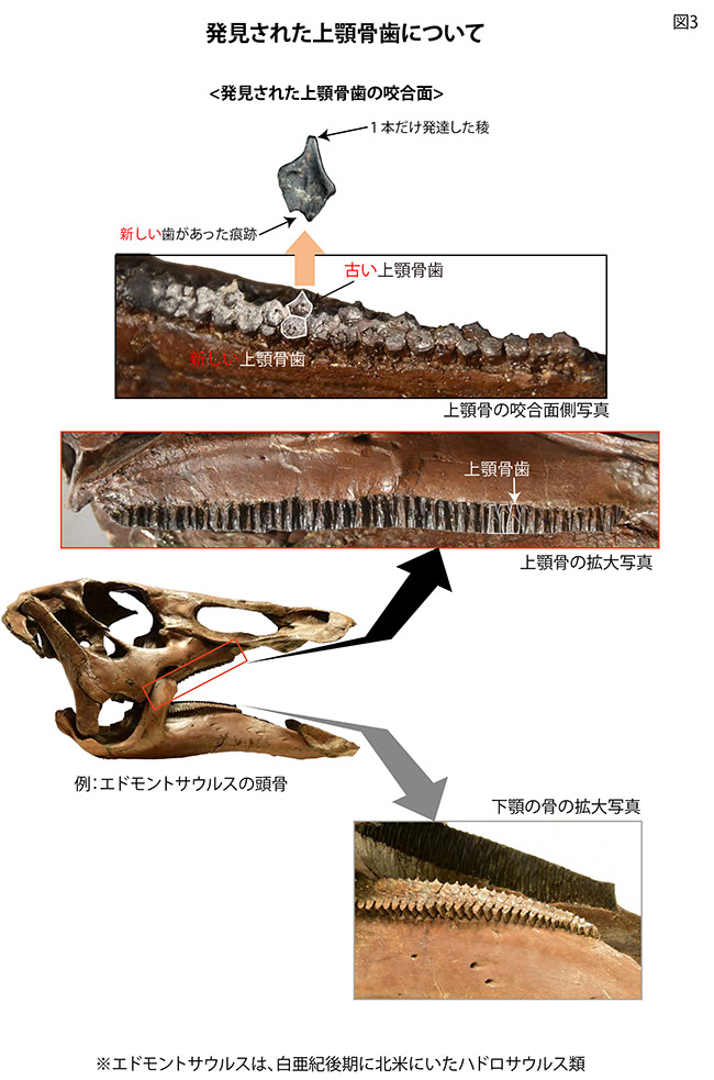 図3：発見された上顎骨歯について 画像提供：長崎市教育委員会／福井県立恐竜博物館
