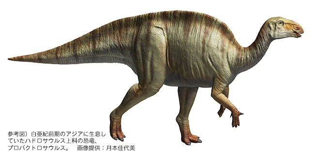 図2.
                    西海市から産出したハドロサウルス上科の歯の化石（舌側、図1参照）。画像提供：西海市教育委員会・福井県立大学